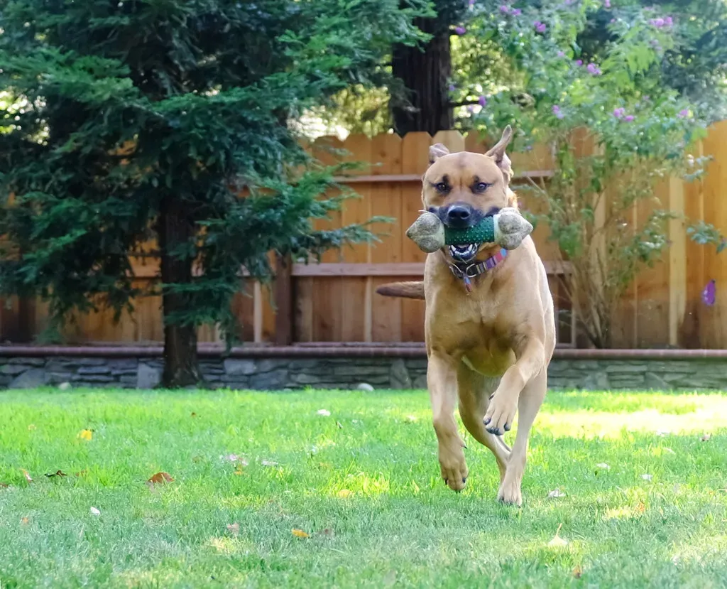 2. Schedule Playtime Sessions (Image Credits: Flickr)