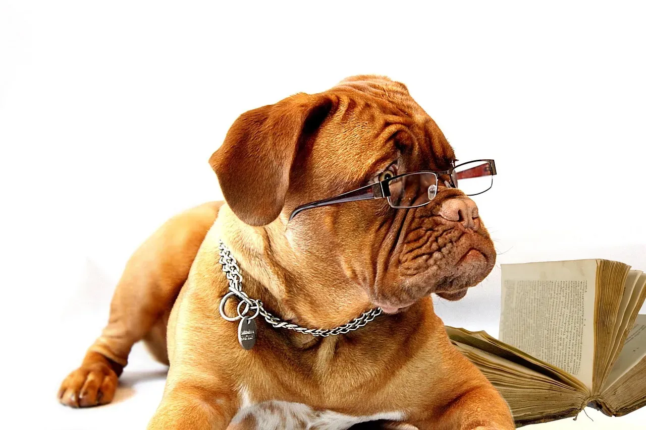 How Dogs Read Human Emotions Beyond Tears (Image Credits: Pixabay)