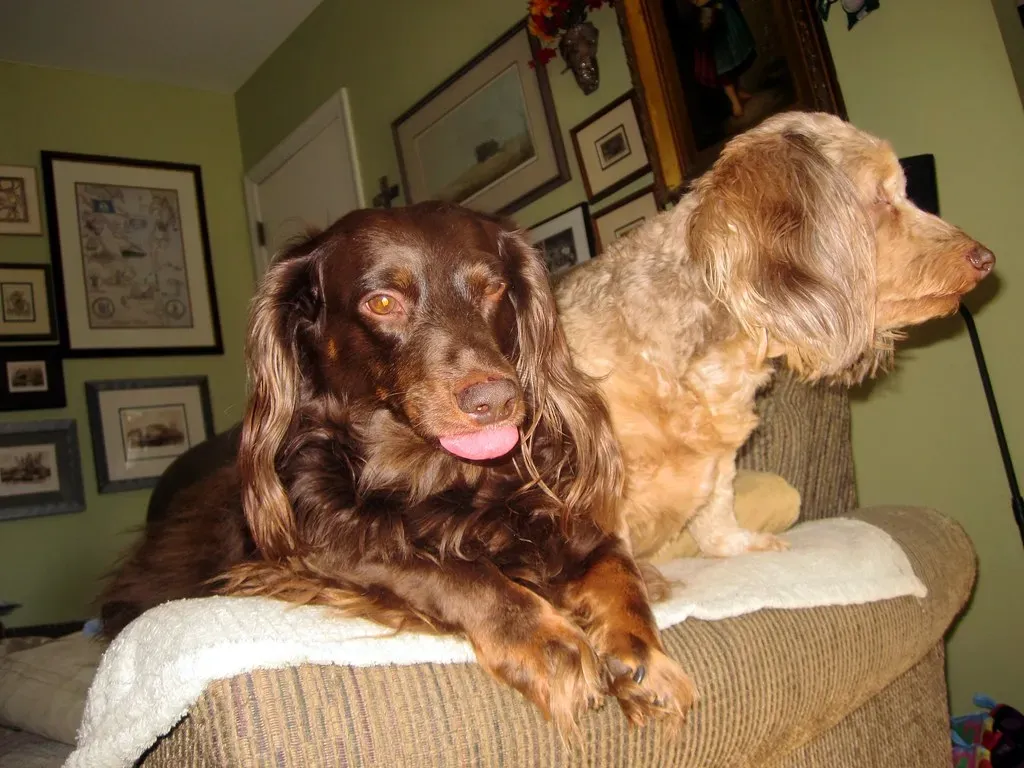 Dachshund: The Digging Specialist (Image Credits: Flickr)