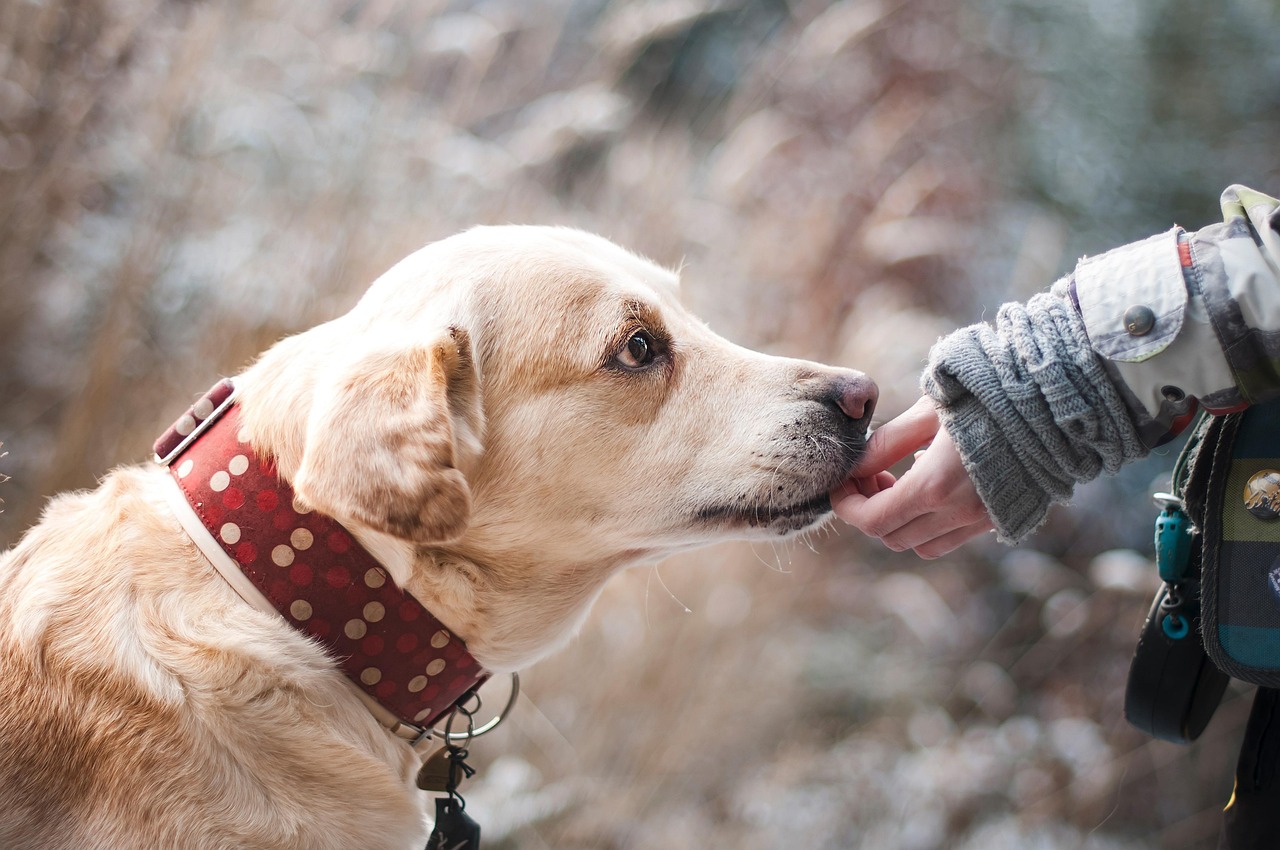 Breed Tendencies and Individual Differences (Image Credits: Pixabay)
