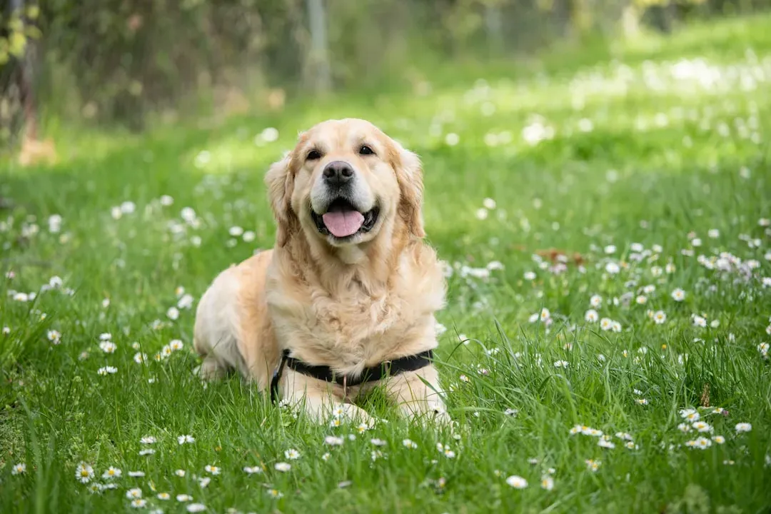 4. Labrador Retrievers: The Friendly Powerhouse Many Underestimate (Image Credits: Unsplash)