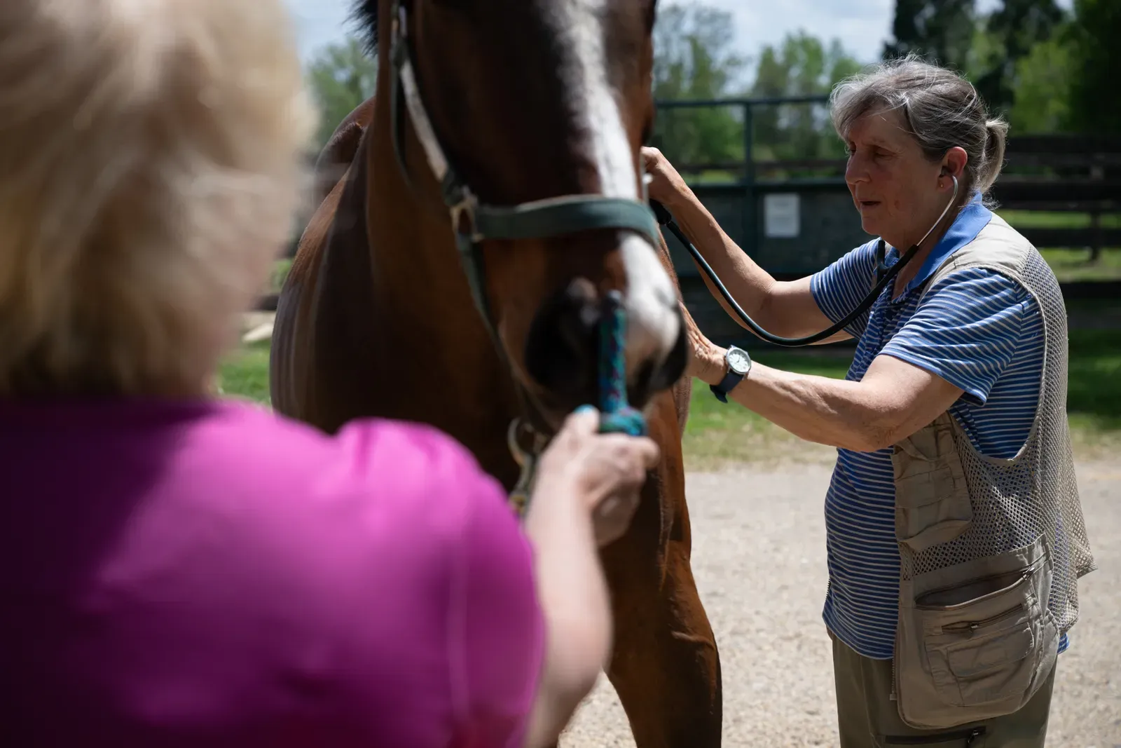 3. Routine Veterinary Care (That Never Feels Routine) (By USDAgov, Public domain)