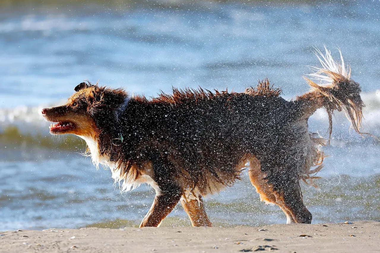 How You Should React When Your Dog Shakes Themselves Off (Image Credits: Pixabay)