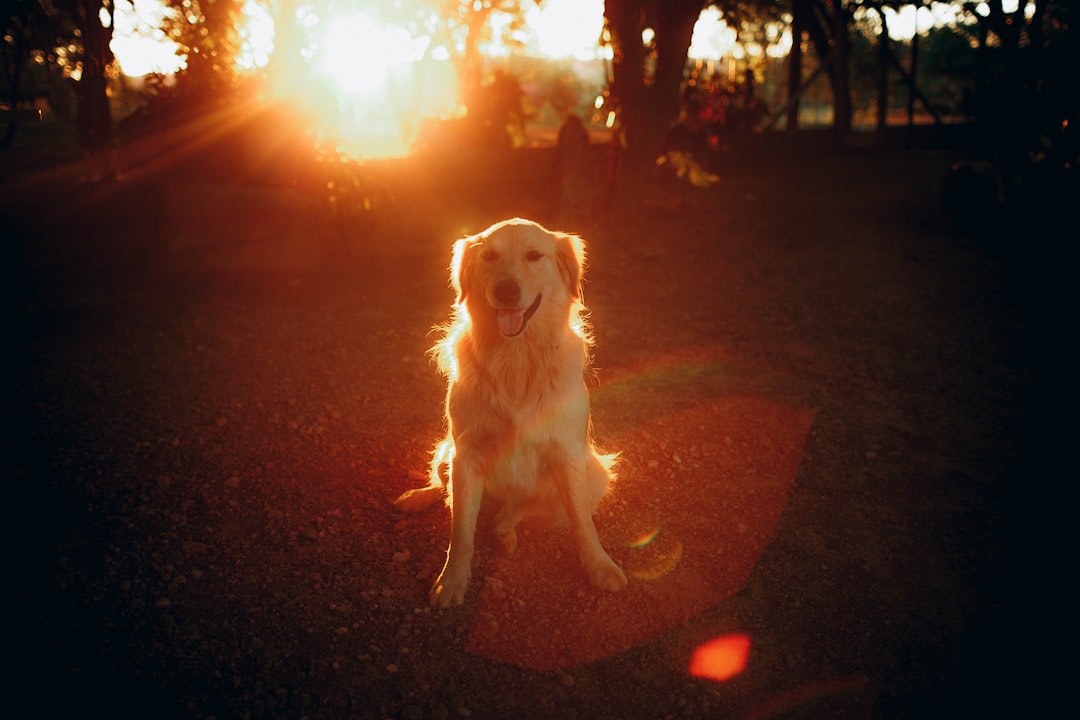 Conclusion: Finding Your Cosmic Canine Connection (Image Credits: Unsplash)