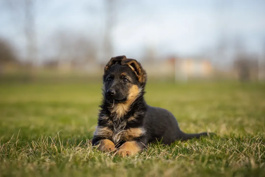 German Shepherd: The Guardian Without a Mission (Image Credits: Unsplash)