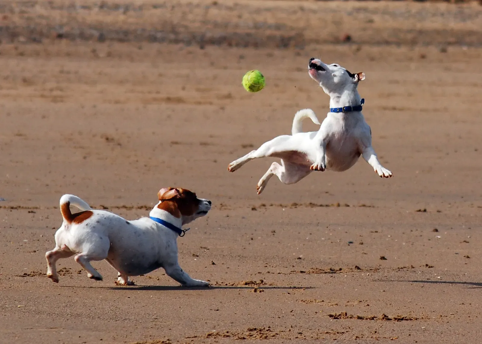 5. Jack Russell Terriers and Similar High-Drive Terriers: Small but Relentless (By Steve-65, CC BY-SA 3.0)