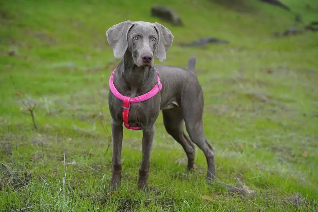 9. Weimaraner – The Velcro Dog With Big Emotions (Image Credits: Unsplash)