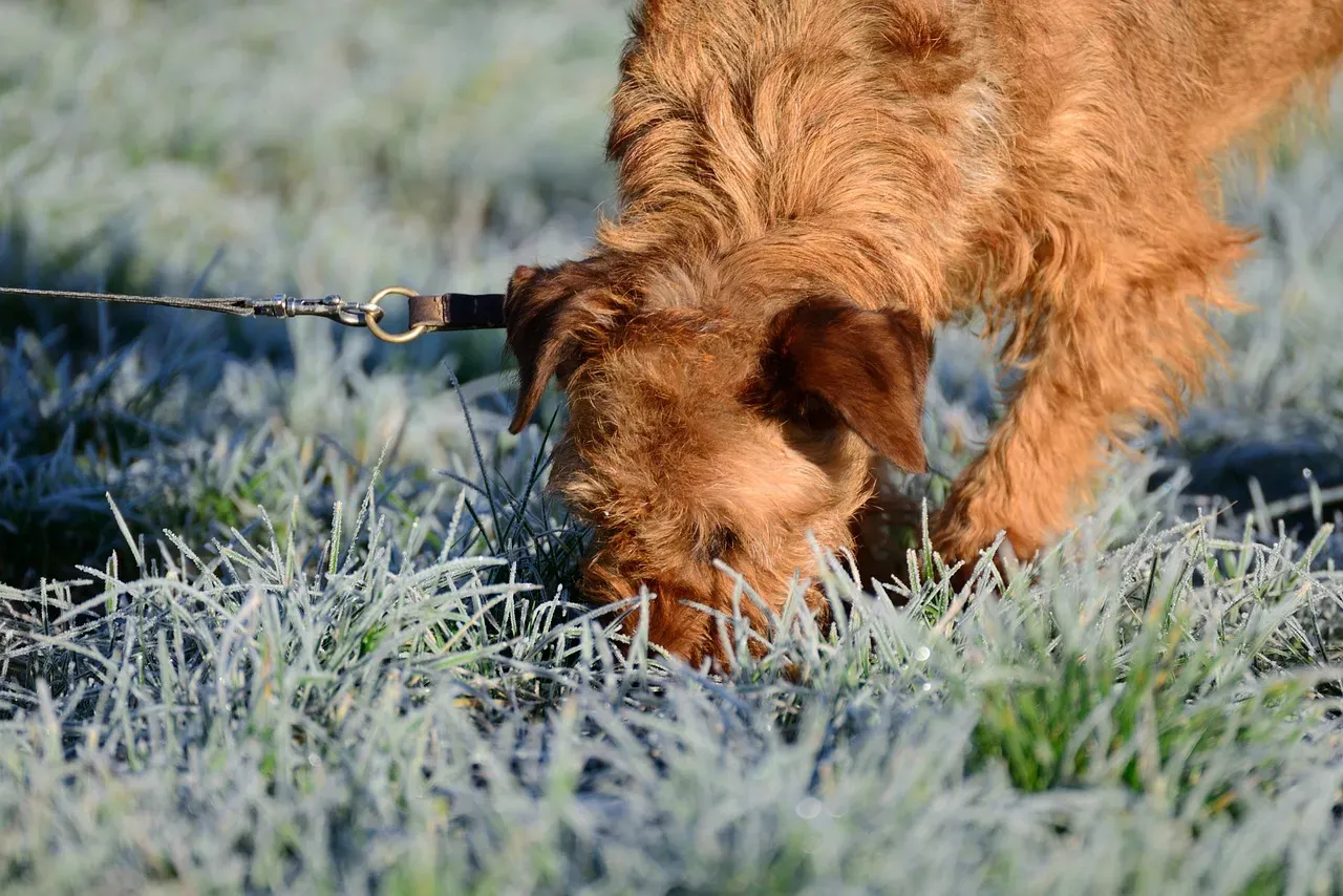 Dogs' Sense of Smell Is Integrated with Vision (Image Credits: Pixabay)