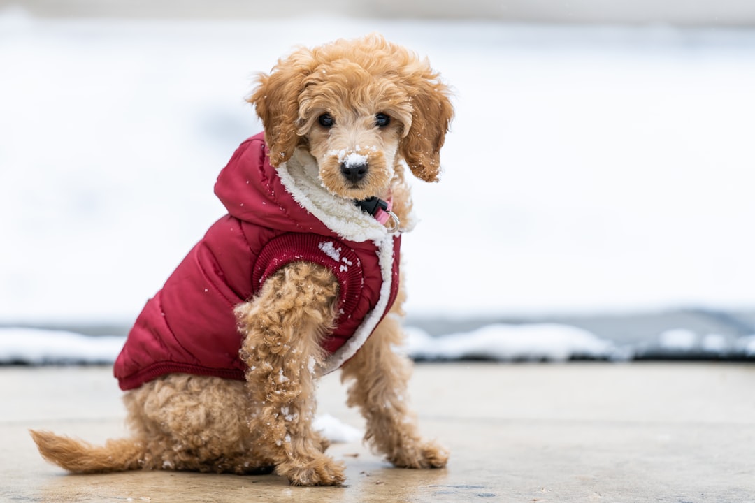 Toy Poodles - Curly Coats Aren't Always Enough (Image Credits: Unsplash)