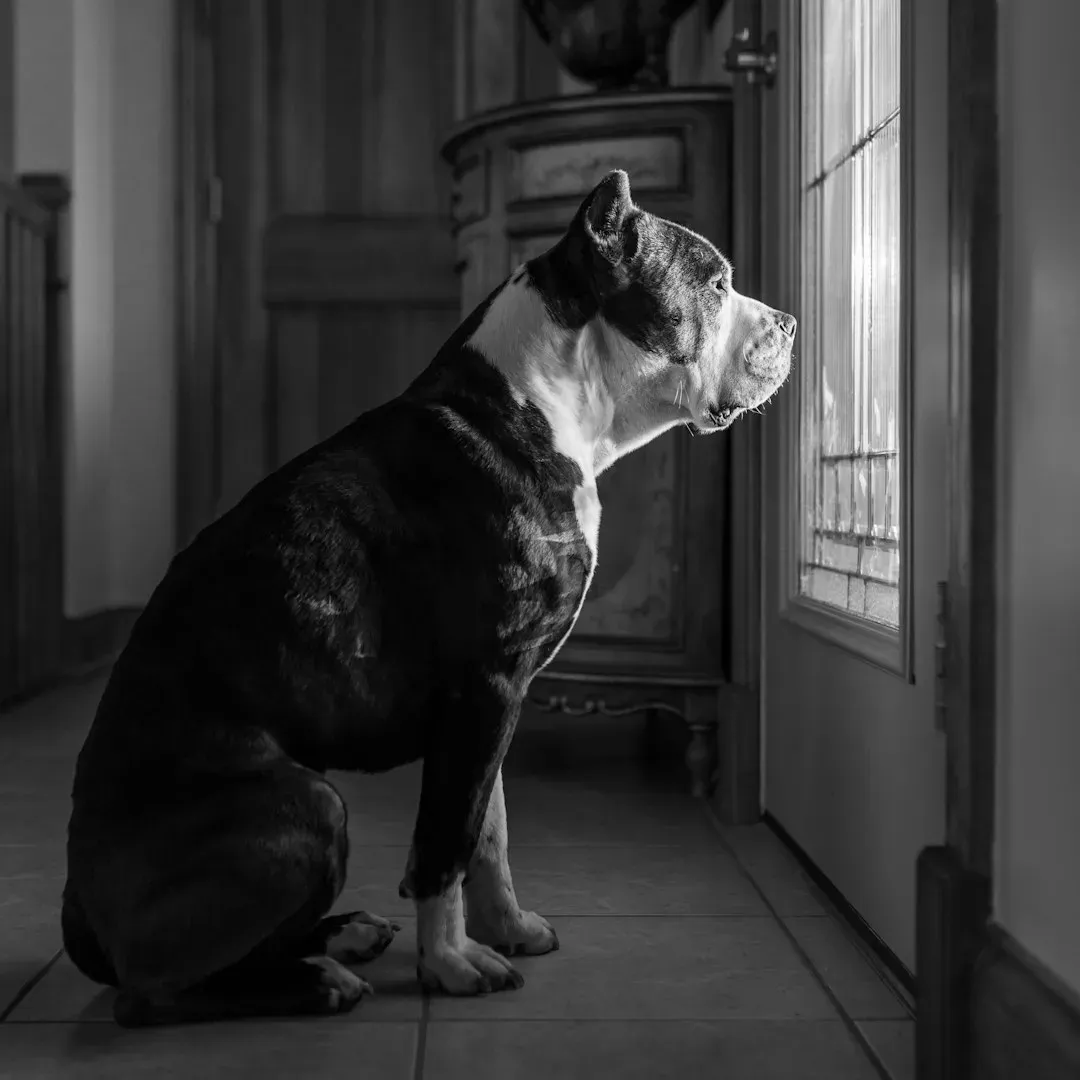 #6 - It Ignores the Front Door When Someone Leaves (Image Credits: Unsplash)
