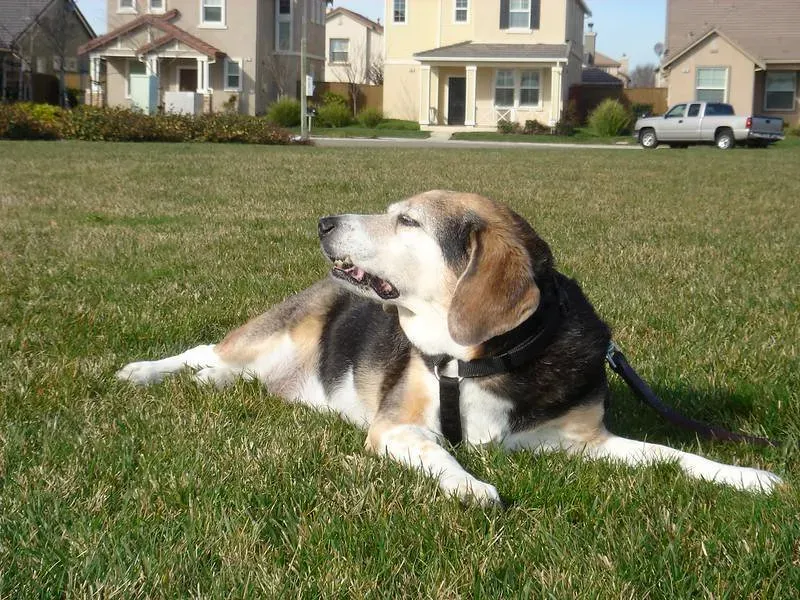 7. Beagle: The Nose Knows, and It's Going That Way (Image Credits: Flickr)