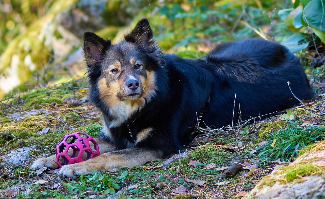 Finnish Lapphund: The Reindeer Herder (Image Credits: Pixabay)