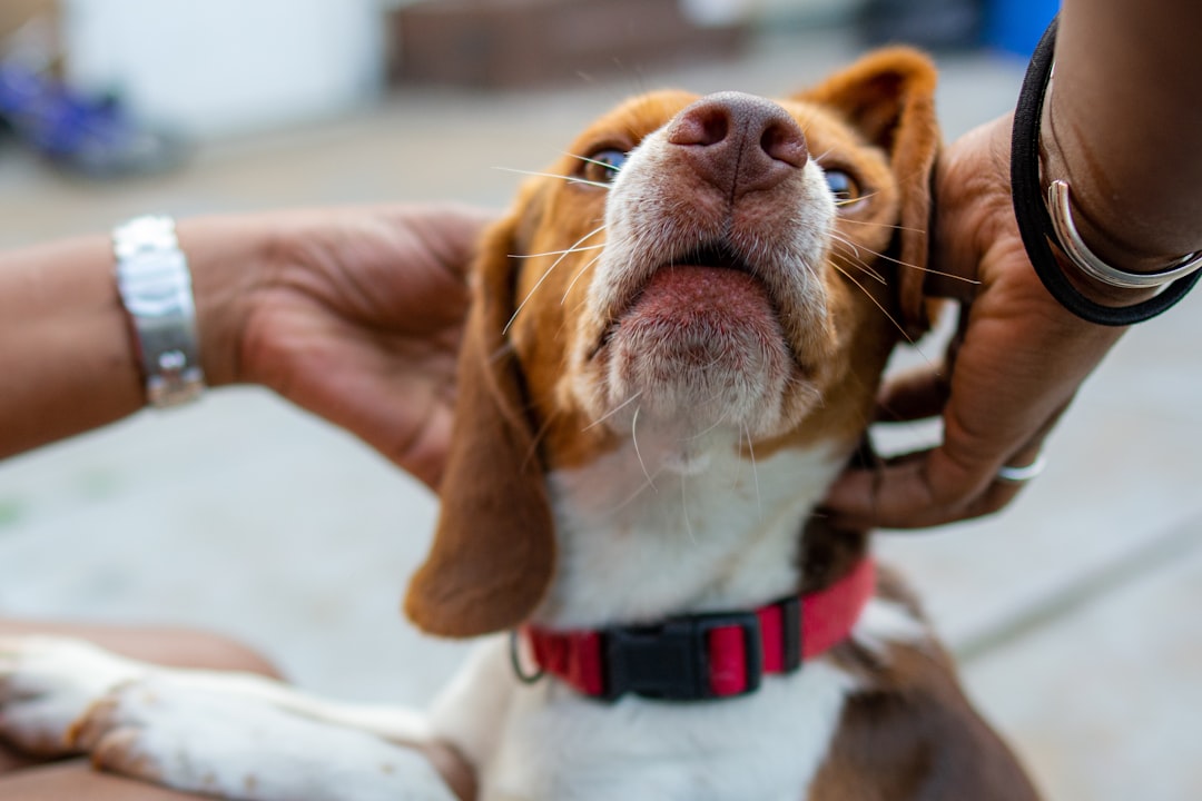A Gentle Scratch Behind the Ears (Image Credits: Unsplash)