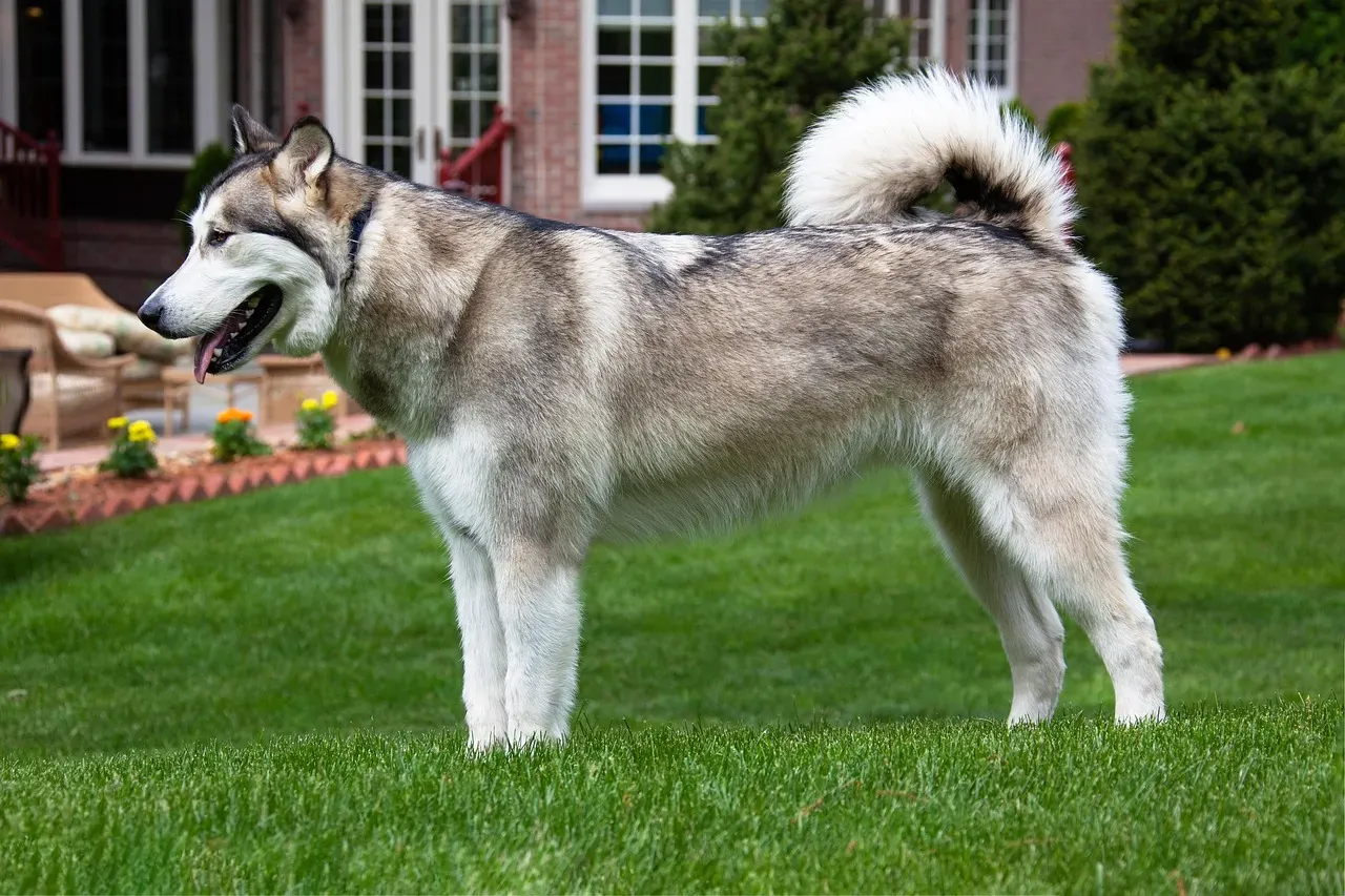 The Gentle Giants: Alaskan Malamutes and Weimaraners (Image Credits: Pixabay)