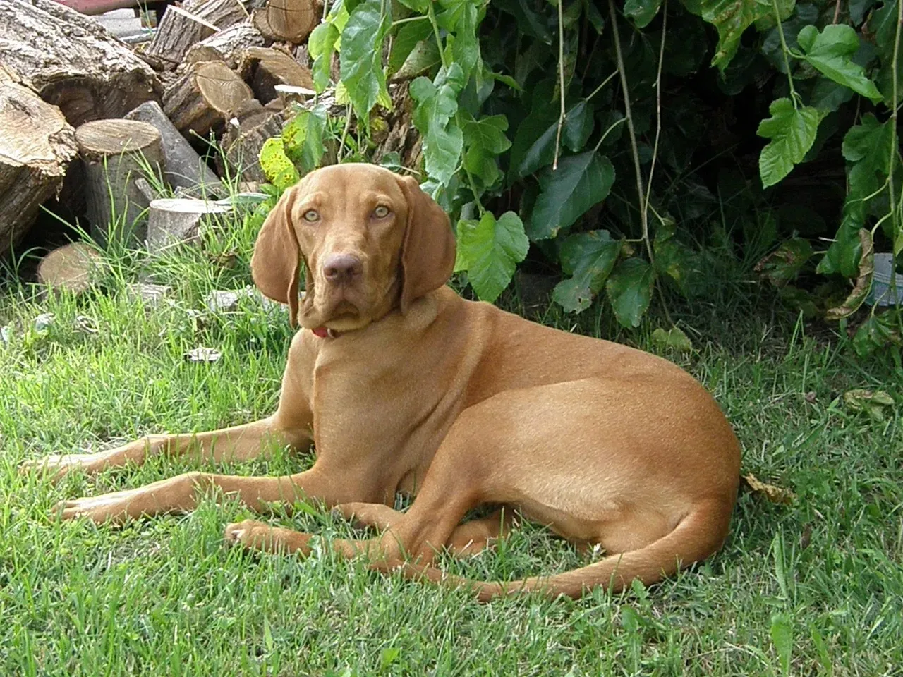 The Vizsla: The Ultimate Velcro Dog (Image Credits: Pixabay)