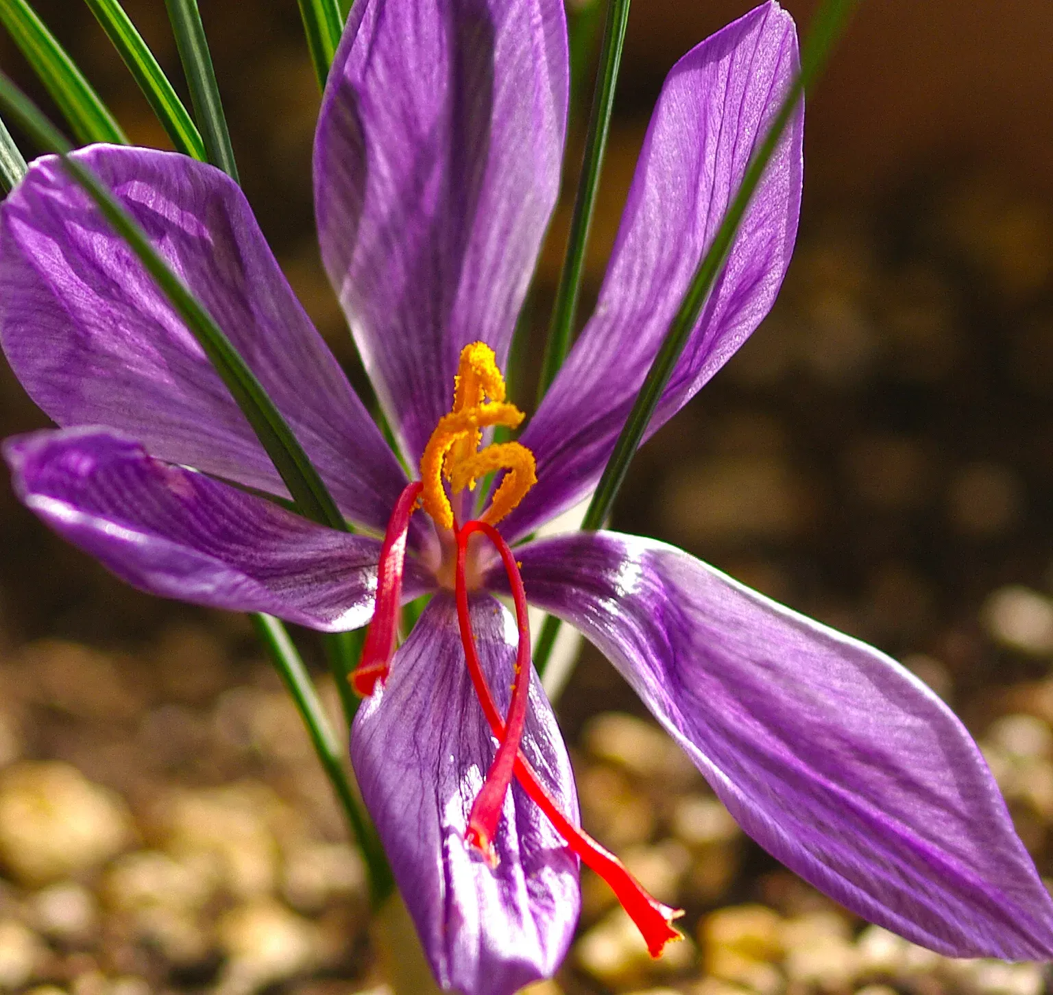 11. Autumn Crocus: The Most Deceptive Plant on This List (Image Credits: Wikimedia)