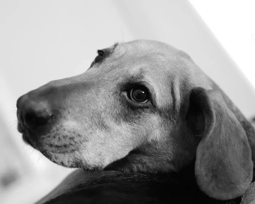 Sleep Disturbances and What Looks Like Nightmares (andymudrak, Flickr, CC BY 2.0)