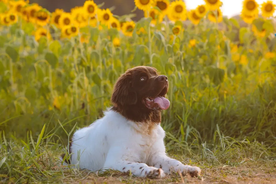 11. Newfoundland: The Gentle Giant Who Floats Above the Drama (Image Credits: Unsplash)