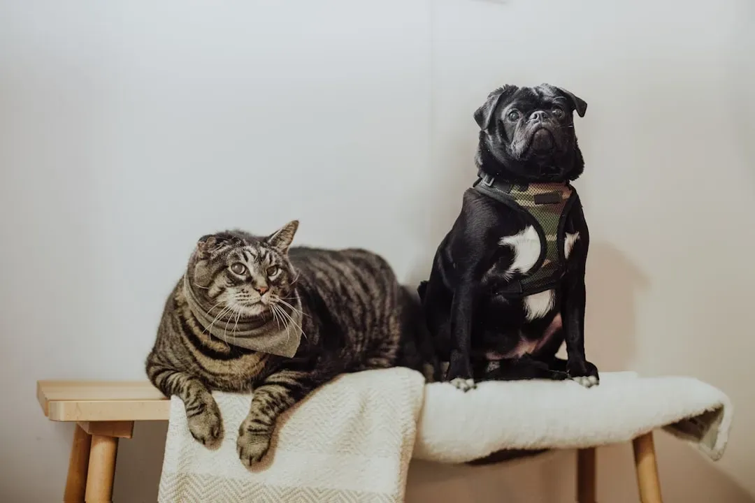 #4 - Splitting Up Bonded Pets Without Meaning To (Image Credits: Unsplash)