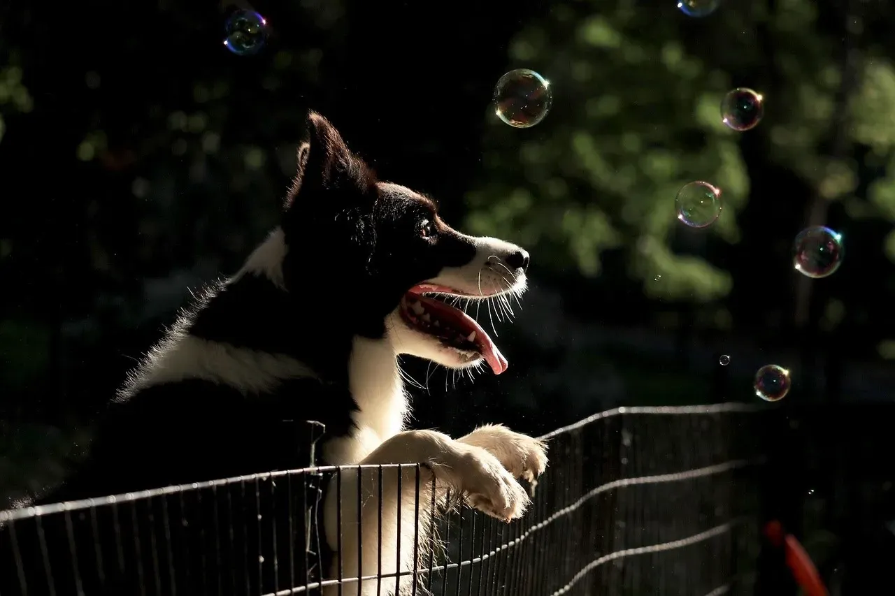 Border Collie: The Strategic Escape Tactician (Image Credits: Pixabay)