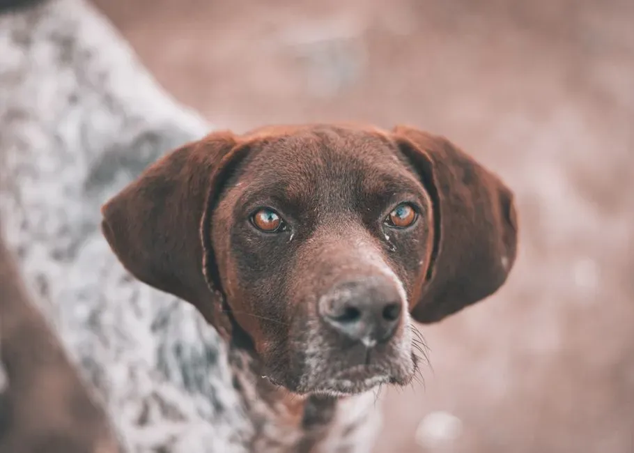 Natural Predatory Instincts (Image Credits: Pexels)