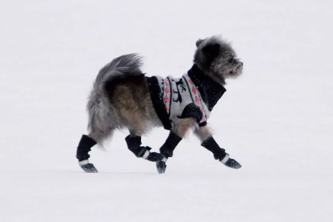 3. Paw Licking, Paw Lifting, and Sidewalk Drama (Image Credits: Unsplash)