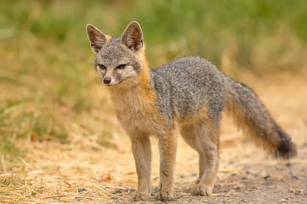 They're Monogamous and Family Oriented (Image Credits: Flickr)