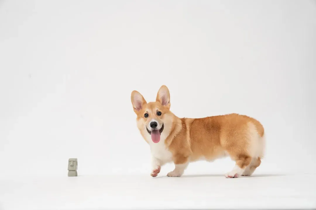 2. Build a Dedicated “Dog Budget” Line in Your Monthly Finances (Image Credits: Unsplash)