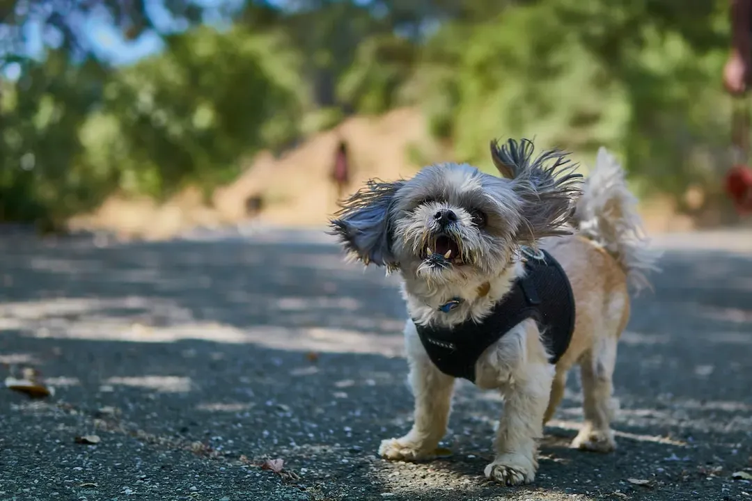 Quick Shake Offs That Seem Random (Image Credits: Unsplash)