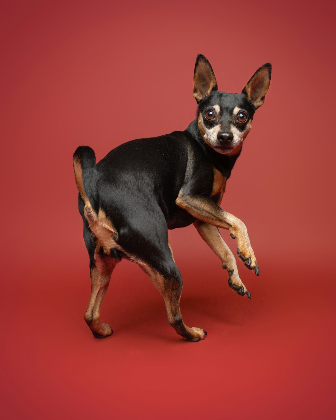 Stress Relief Through Wild Running (Image Credits: Unsplash)