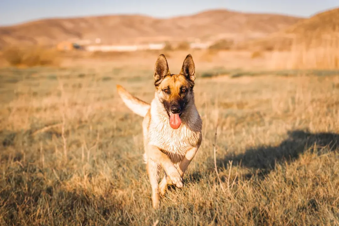 Belgian Malinois: The Overachiever That Can Outrun Your Plans (Image Credits: Unsplash)