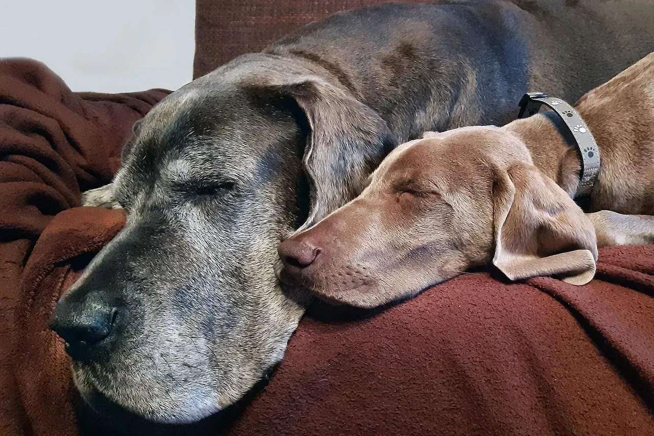 Breed and Size: Why a Great Dane Sleeps Differently Than a Jack Russell (Image Credits: Pixabay)