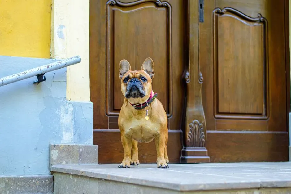 Unpacking What Crying Looks Like for Dogs (Image Credits: Pexels)