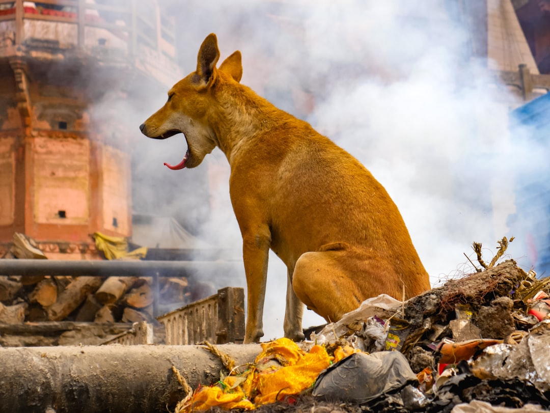 The Dog Who Saved His Family From Fire Against All Odds (Image Credits: Unsplash)