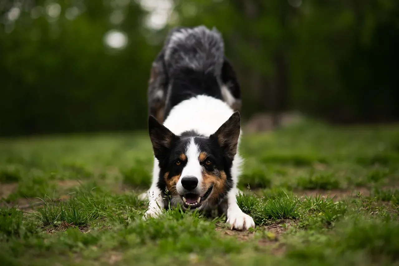 Border Collie: The Smartest Wrecker in the Room (Image Credits: Pixabay)
