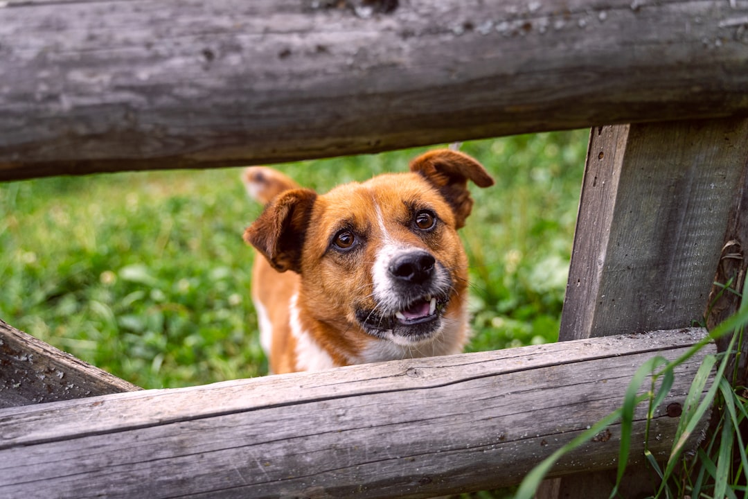 They Greet You with Pure, Unbridled Joy (Image Credits: Unsplash)