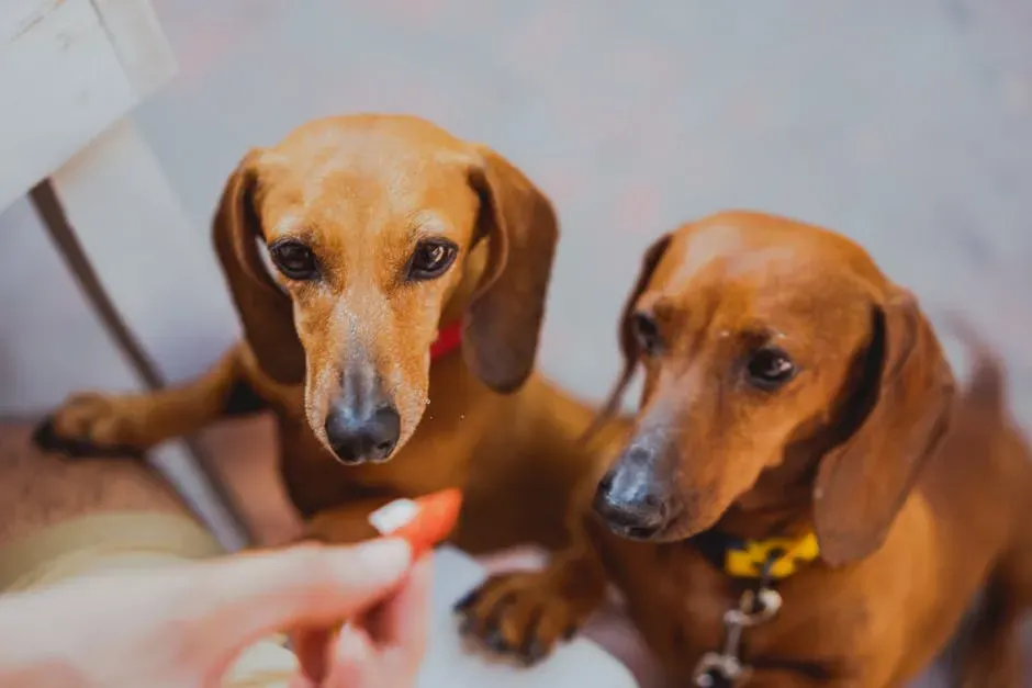 6. The Food-Motivated Scavenger Who Never Stops Begging (Image Credits: Pexels)