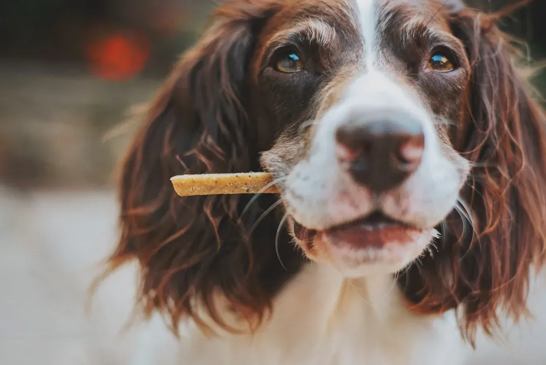 Overfeeding and Treat Overload (Image Credits: Unsplash)