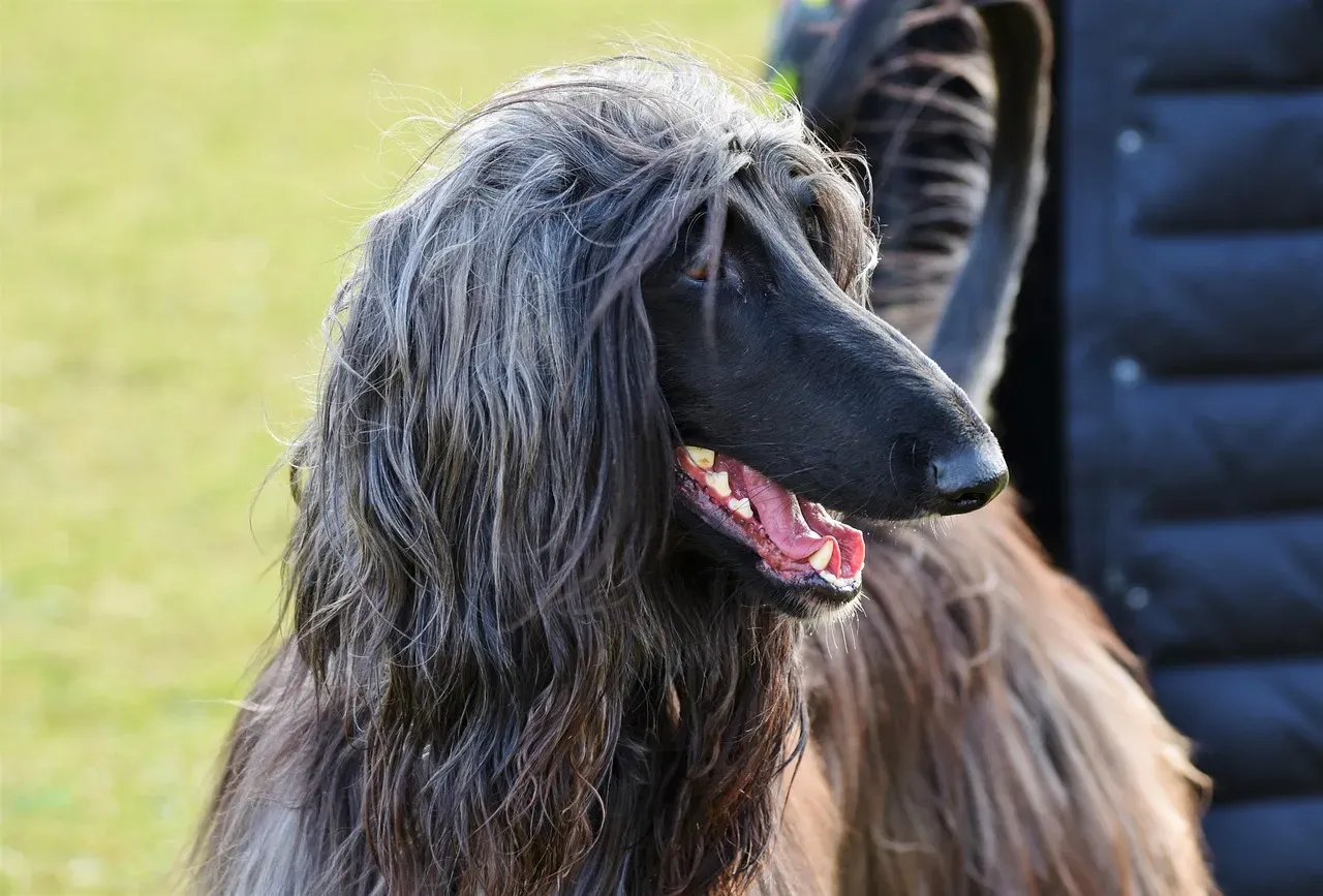 7. Afghan Hound (Image Credits: Pixabay)