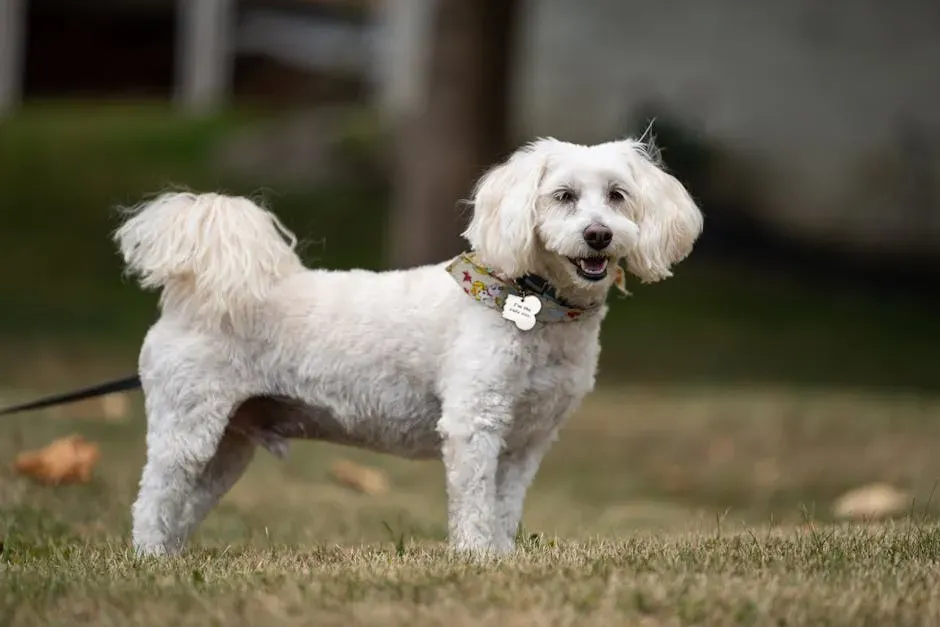 A Final Thought for Every Pennsylvania Dog Owner (Image Credits: Pexels)