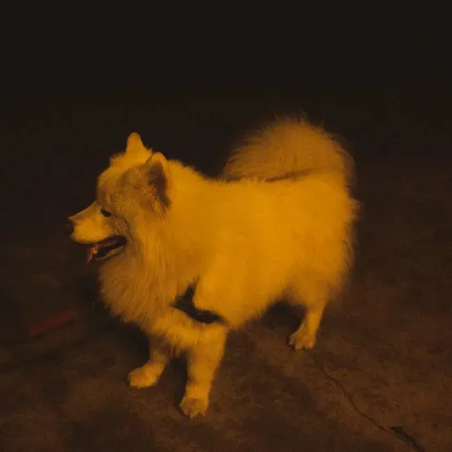 Exhibiting nighttime pacing in short bursts (Image Credits: Pexels)