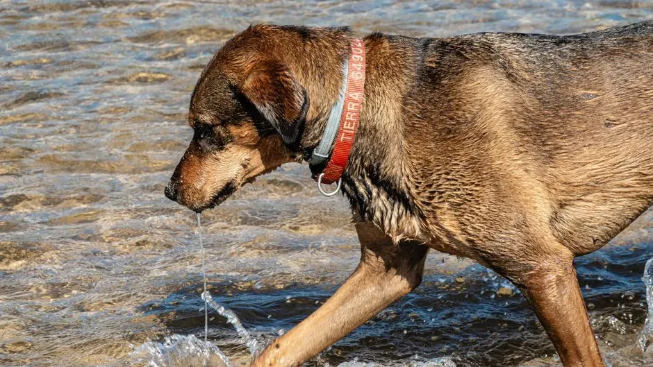 2. Skipping Visibility Gear for You and Your Dog (Image Credits: Pexels)