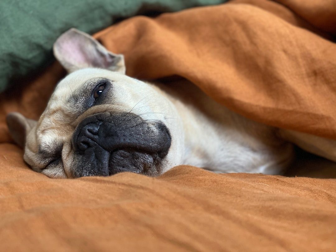 The Science Behind Dog Dreams (Image Credits: Unsplash)
