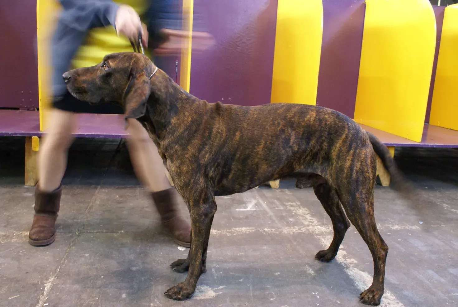 1. Plott Hound: North Carolina's Own Bear Dog (2014 Westminster Kennel Club Dog Show, CC BY 2.0)