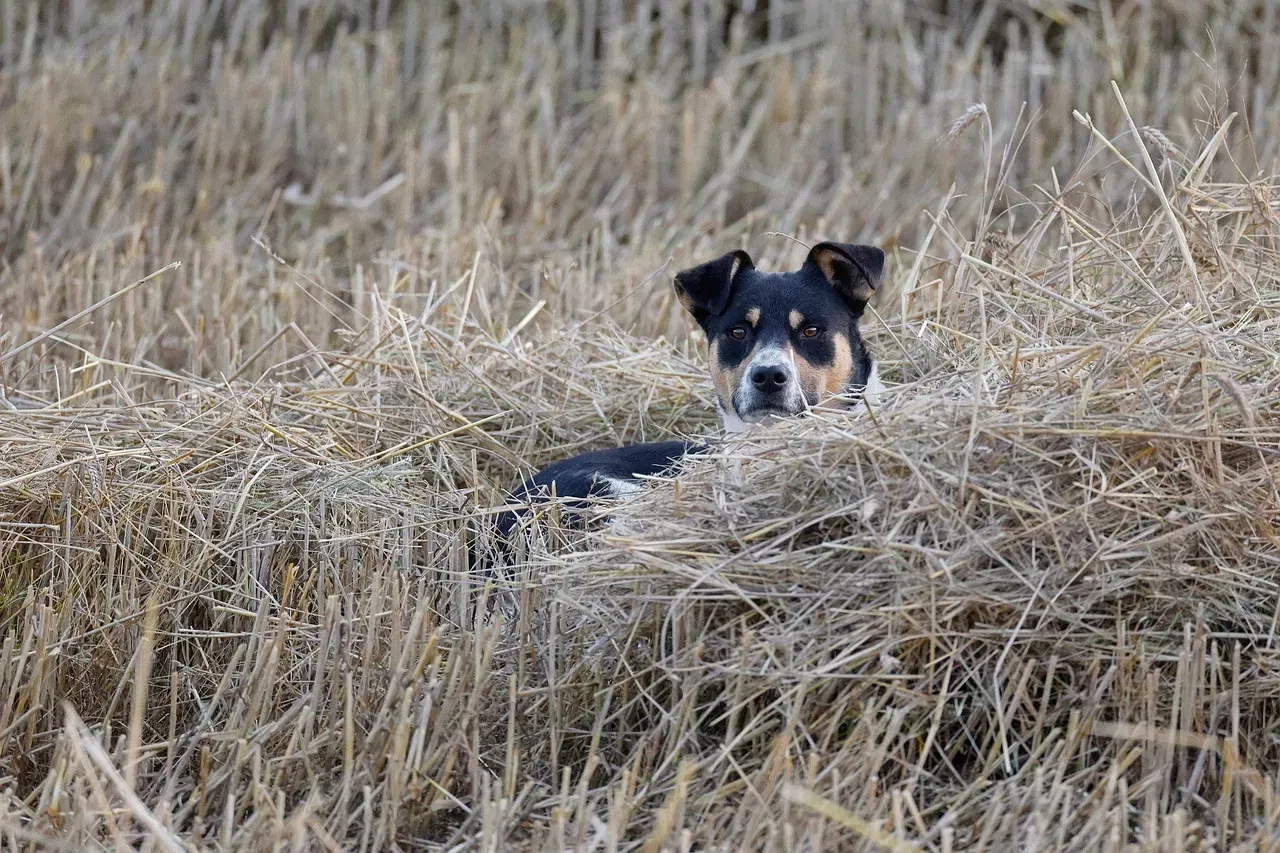 #1. The Ancient Pack Instinct That Never Fully Left (Image Credits: Pixabay)