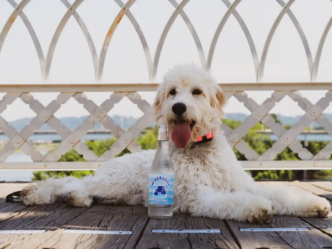 The Crinkly Water Bottle Sock Toy (Image Credits: Unsplash)