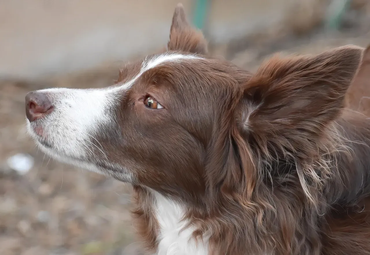 Conclusion: The Stars Don't Assign Dogs, But They Do Illuminate Compatibility (Image Credits: Pixabay)