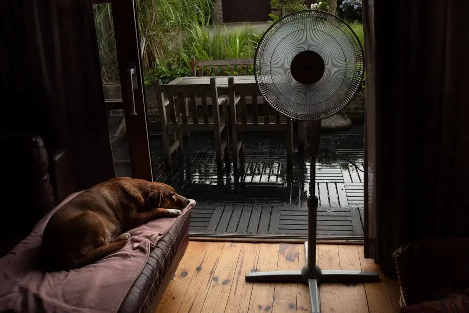 #4 Turning a Fan on Them and Assuming They’re Safe (Image Credits: Pexels)