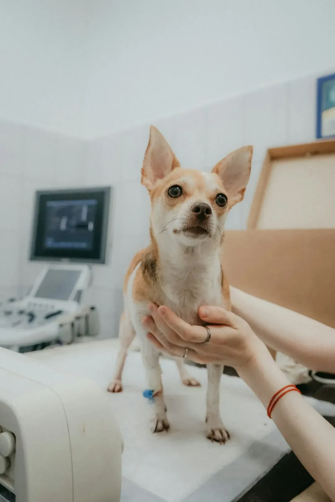 Health Considerations: What You Really Need to Be Ready For (Image Credits: Unsplash)