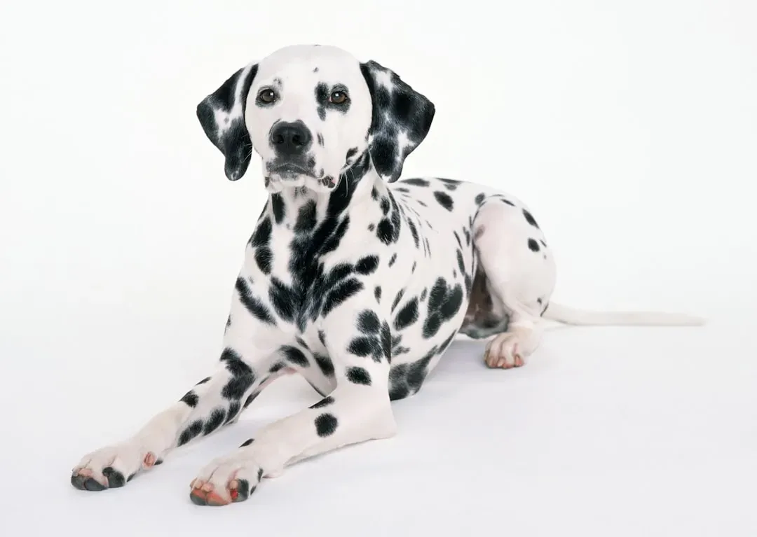 7. Dalmatian (Image Credits: Unsplash)
